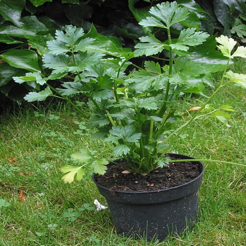 天然芹菜素