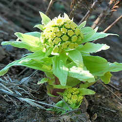 天然蜂斗菜提取物蜂斗菜素
