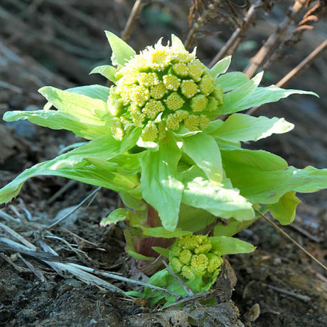 天然蜂斗菜提取物蜂斗菜素