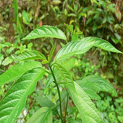 大青叶提取物