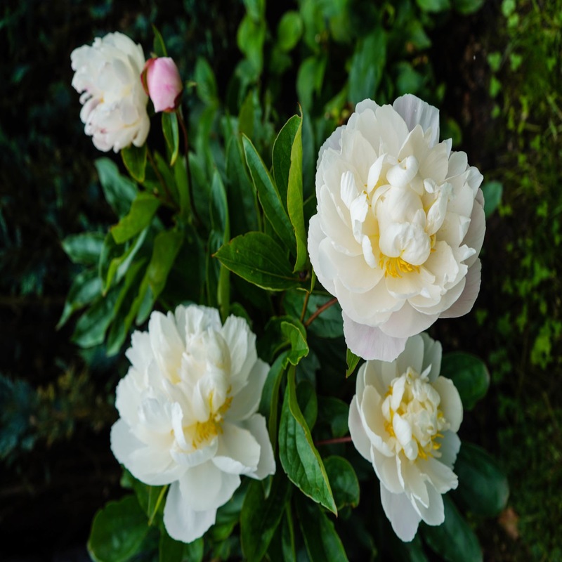 白芍提取物