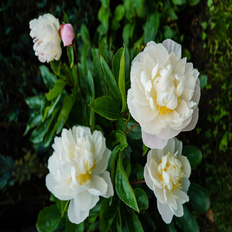 白芍提取物