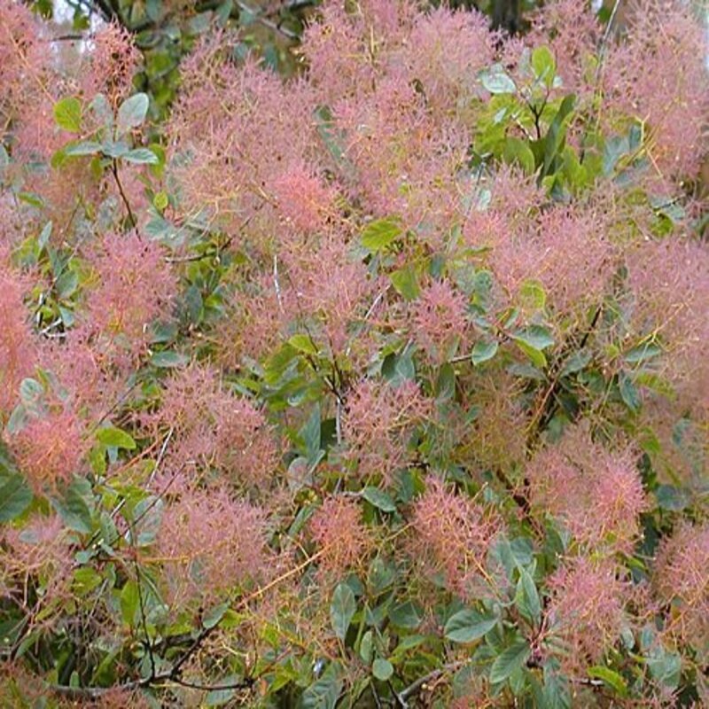 漆黃素