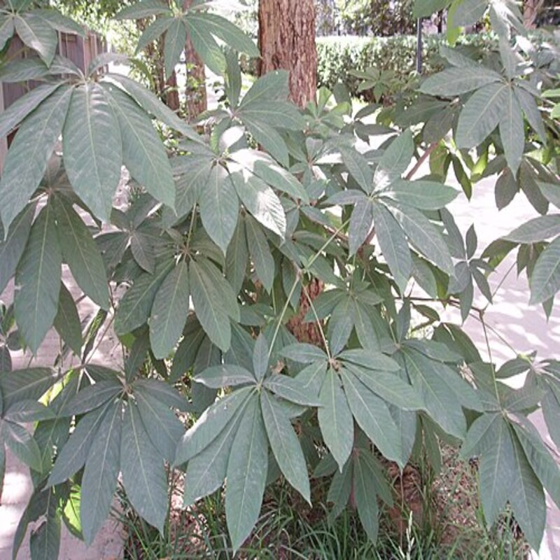 娑罗子提取物