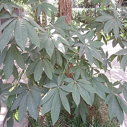 娑罗子提取物