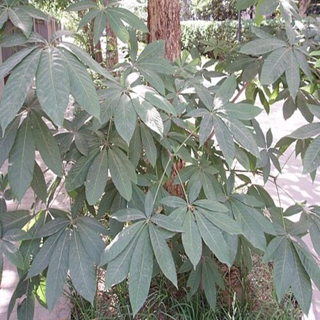 娑罗子提取物