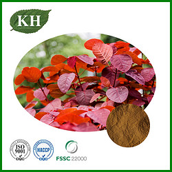 Cotinus Coggygria Extract