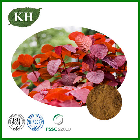 Cotinus Coggygria Extract