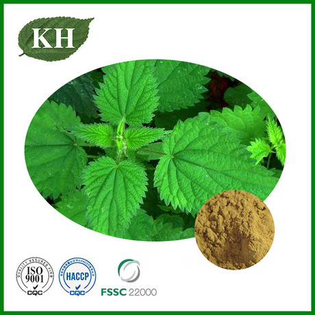 Nettle Extract
