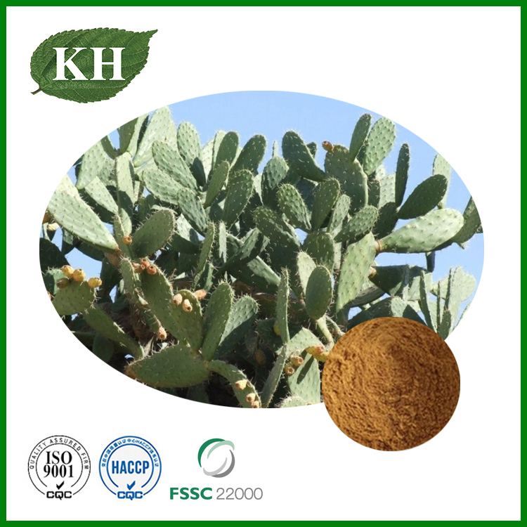 Hoodia Cactus Extract