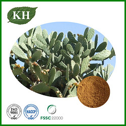 Hoodia Cactus Extract