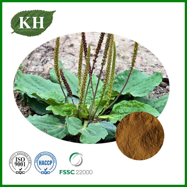Plantain Extract
