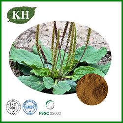 Plantain Extract