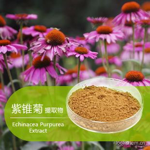 紫锥菊提取物