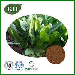 Spinach Extract