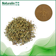 Common clubmoss herb Extract