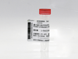 重组人 BMP-4（rhBMP-4）