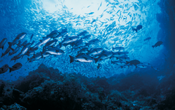 Fish Collagen Peptide