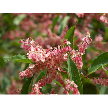 白藜芦醇 植物提取物