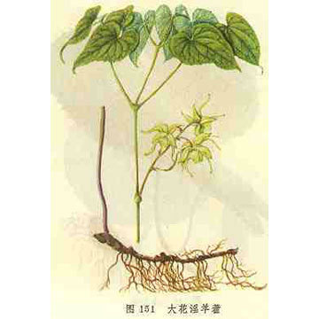 淫羊藿提取物 淫羊藿甙 淫羊藿黄酮