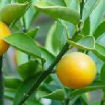 柚皮甙 植物提取物