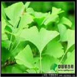 银杏叶提取物 Ginkgo Biloba Extract