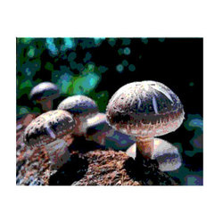 香菇細(xì)粉 植物提取物