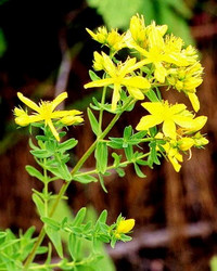 贯叶连翘提取物Hypericum perforatum P.E.