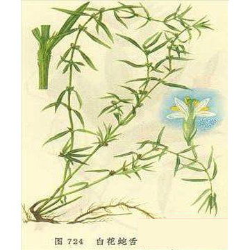 白花蛇舌草