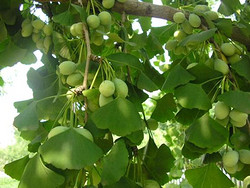 銀杏葉提取物 Ginkgo Biloba Extract