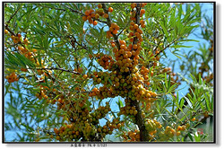 沙棘黃酮Seabuckthorn Flavone