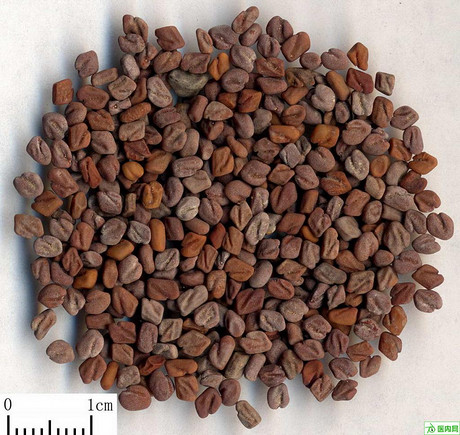 葫芦巴Common Fenugreek Seed