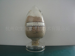 云芝多糖，野生云芝子實(shí)體提取，歡迎詢價(jià)