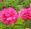 芍藥提取物