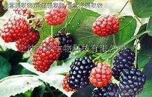 桑葚提取物/桑椹提取物