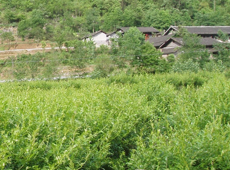 二氢杨梅树皮素 藤茶提取物