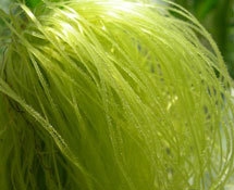 玉米須提取物