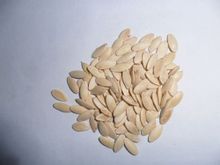 黃瓜子提取物