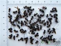 黑螞蟻提取物