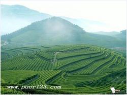 供應(yīng)普洱茶提取物