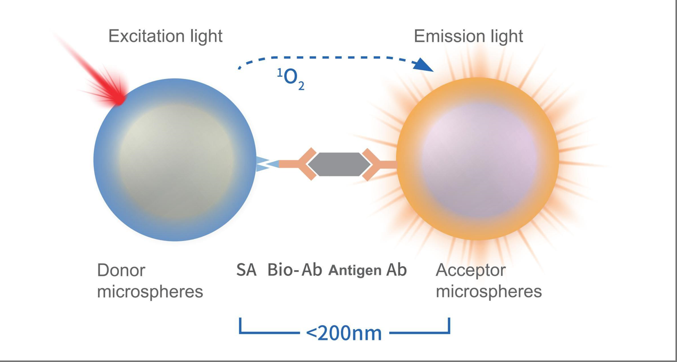 Homogeneous Luminescent Immunoassay