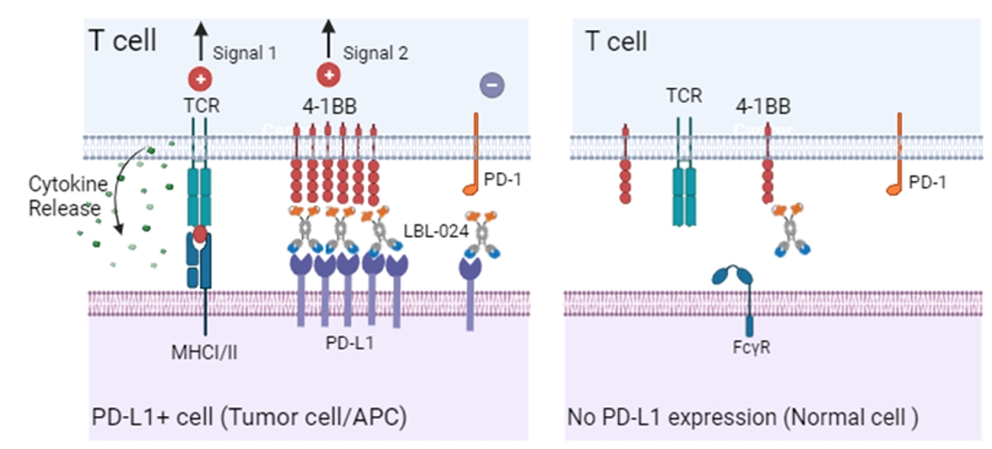 多款PD-L1/4-1BB双抗亮相ASCO，肿瘤免疫新星组合鏖战正酣