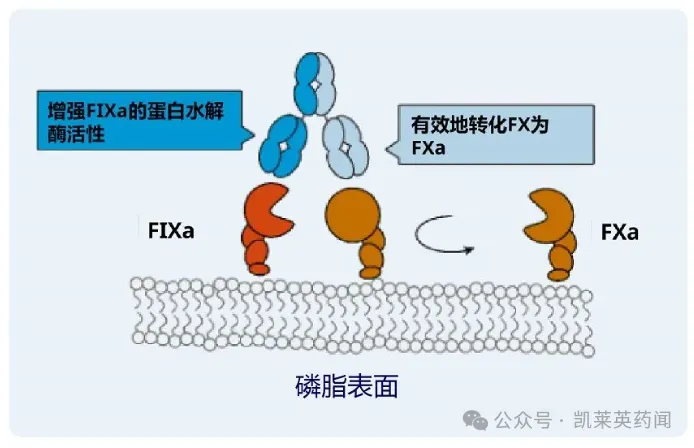 模拟体内FVIIIa的功能