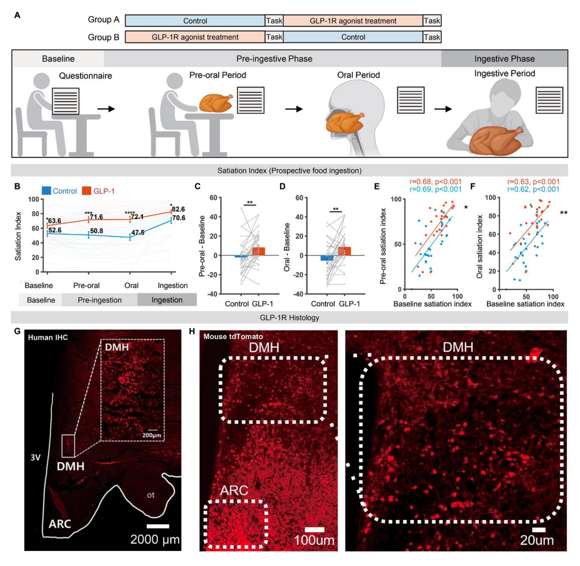 下丘腦背內(nèi)側(cè)核（dorsomedial hypothalamus，DMH）中表達(dá)GLP-1受體（GLP-1R）的神經(jīng)元（DMHGLP-1R神經(jīng)元）是編碼進(jìn)食前飽腹感的候選神經(jīng)元