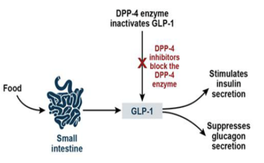 DPP-4作用機(jī)制圖