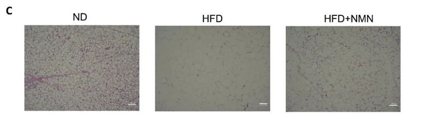 NMN治療降低了喂食高脂飲食的小鼠的脂肪細胞的大小