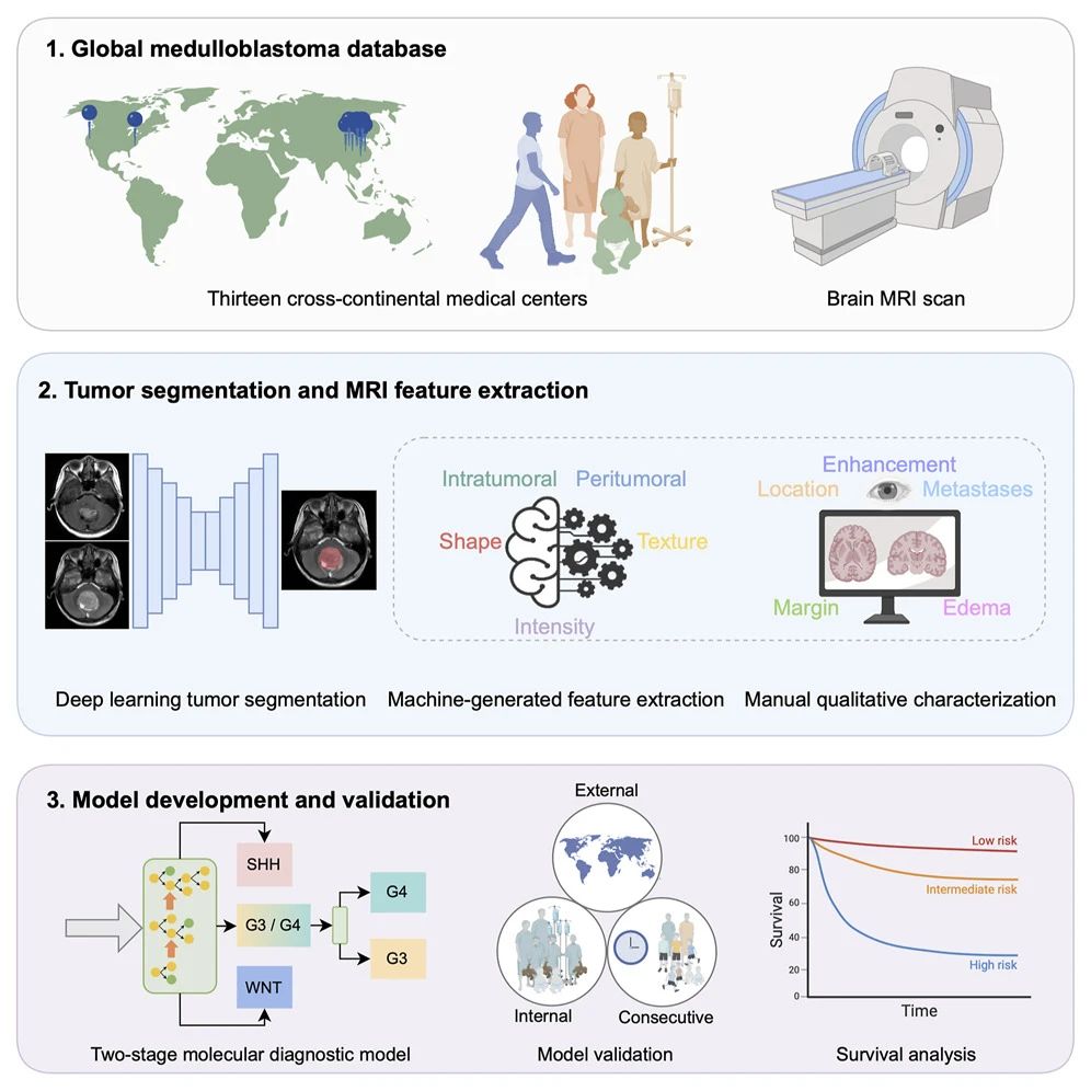 基于磁共振成像（MRI）的人工智能（AI）系統(tǒng)模型