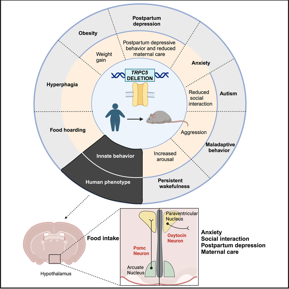 在下丘腦室旁核（PVH）的催產(chǎn)素（OXT）神經(jīng)元中發(fā)現(xiàn)了高水平的Trpc5表達