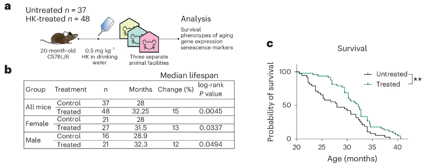 HK對小鼠壽命的影響