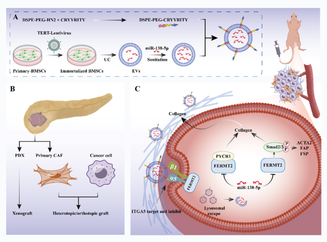 開發(fā)工程化細(xì)胞外囊泡，用于靶向重編程腫瘤相關(guān)成纖維細(xì)胞（CAF）并調(diào)節(jié)胰腺癌中的腫瘤微環(huán)境（TME）